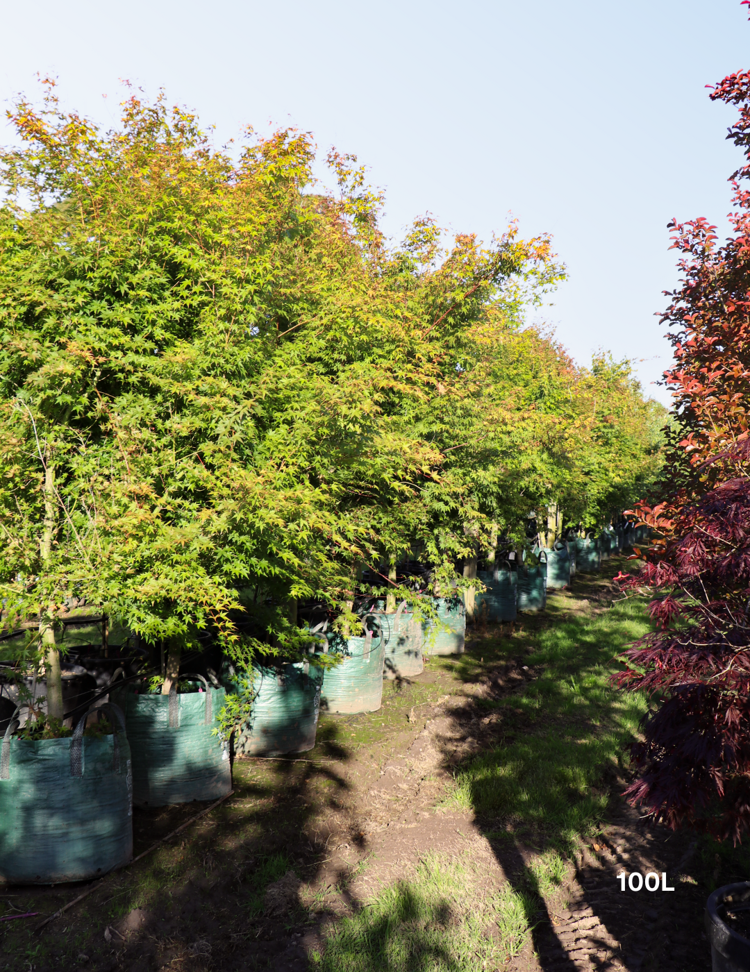 Acer palmatum - Japanese Maple - Evergreen Trees Direct