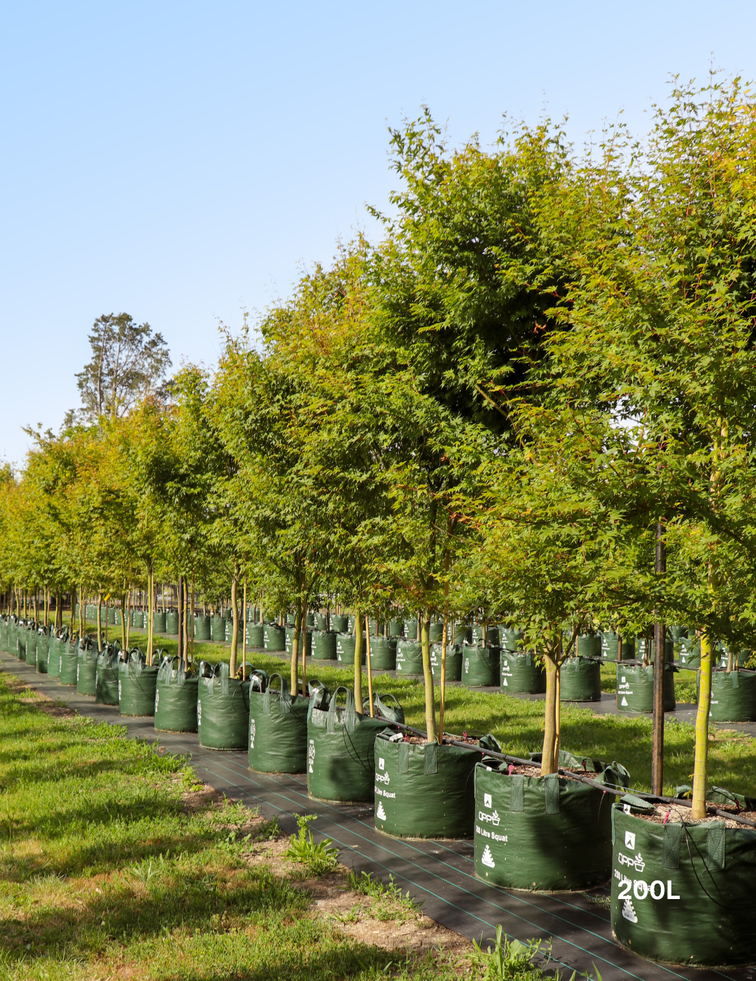 Acer palmatum - Japanese Maple - Evergreen Trees Direct