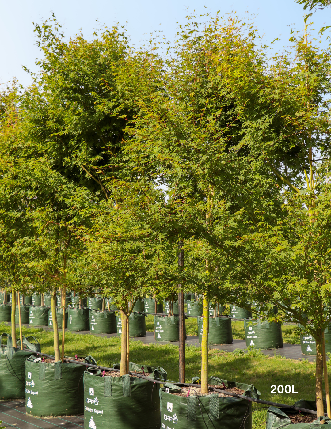 Acer palmatum - Japanese Maple - Evergreen Trees Direct