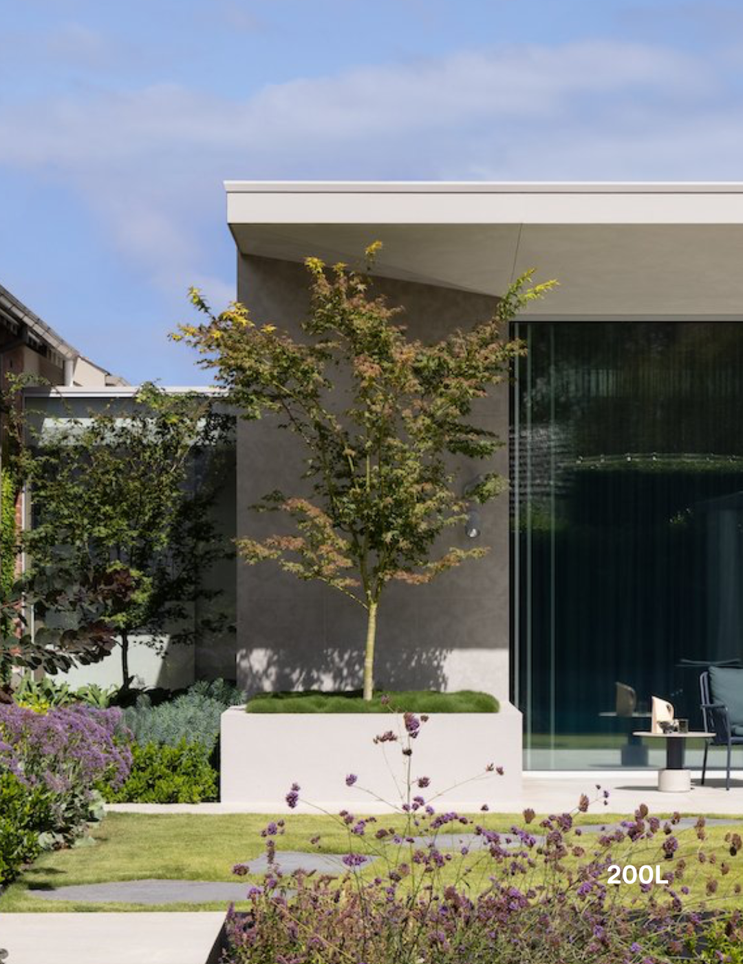 Acer palmatum - Japanese Maple - Evergreen Trees Direct