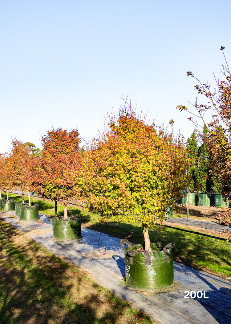 Acer palmatum - Japanese Maple