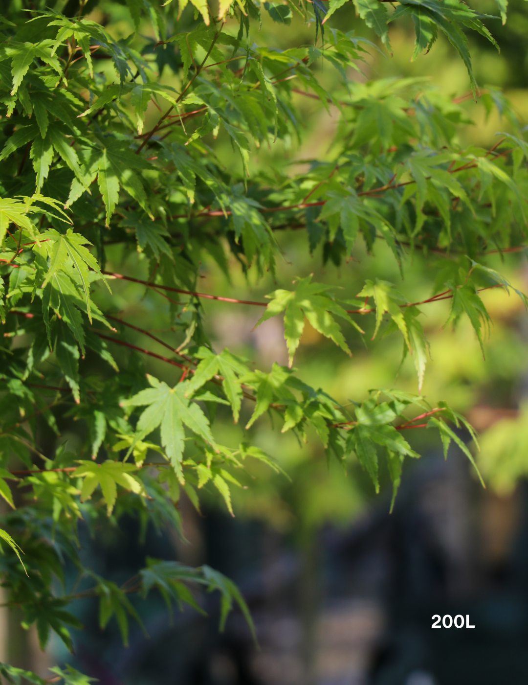 Acer palmatum - Japanese Maple - Evergreen Trees Direct