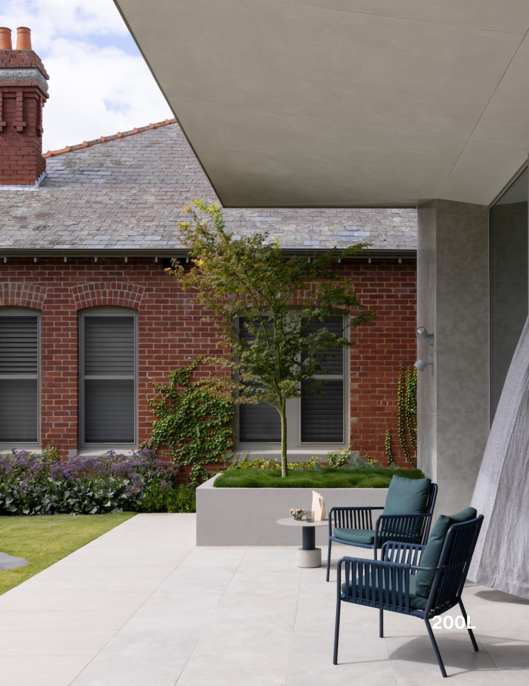 Acer palmatum - Japanese Maple - Evergreen Trees Direct