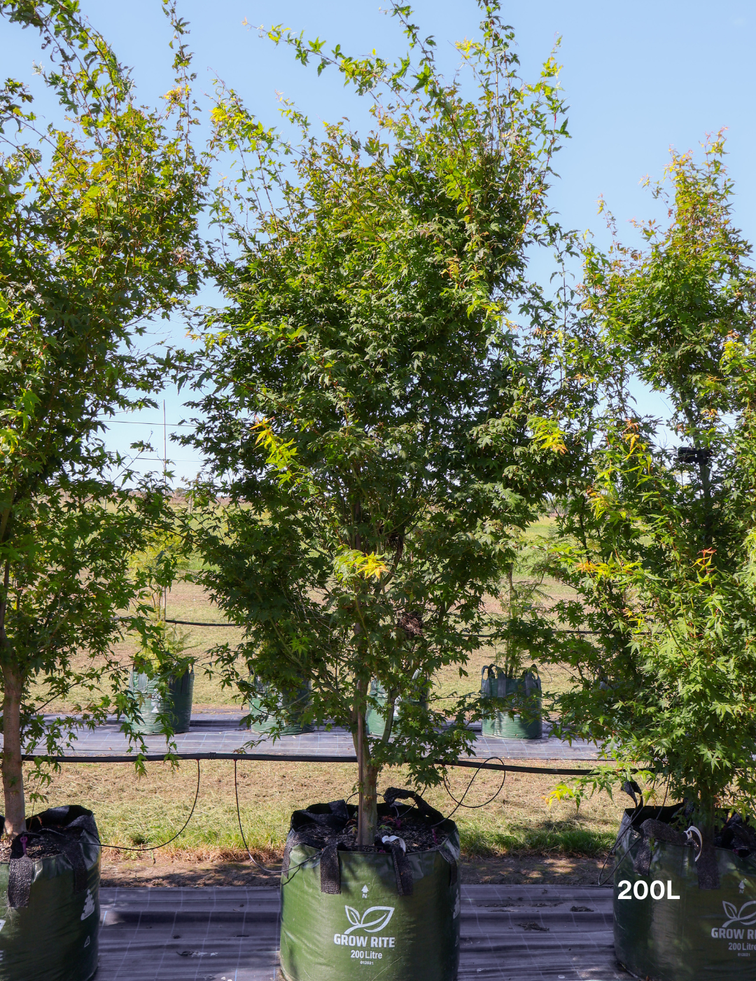 Acer palmatum - Japanese Maple - Evergreen Trees Direct