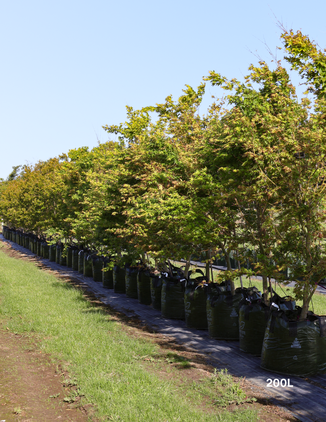 Acer palmatum - Japanese Maple - Evergreen Trees Direct