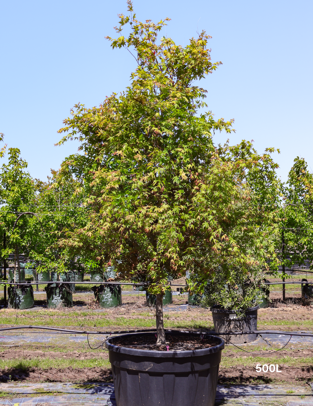 Acer palmatum - Japanese Maple - Evergreen Trees Direct