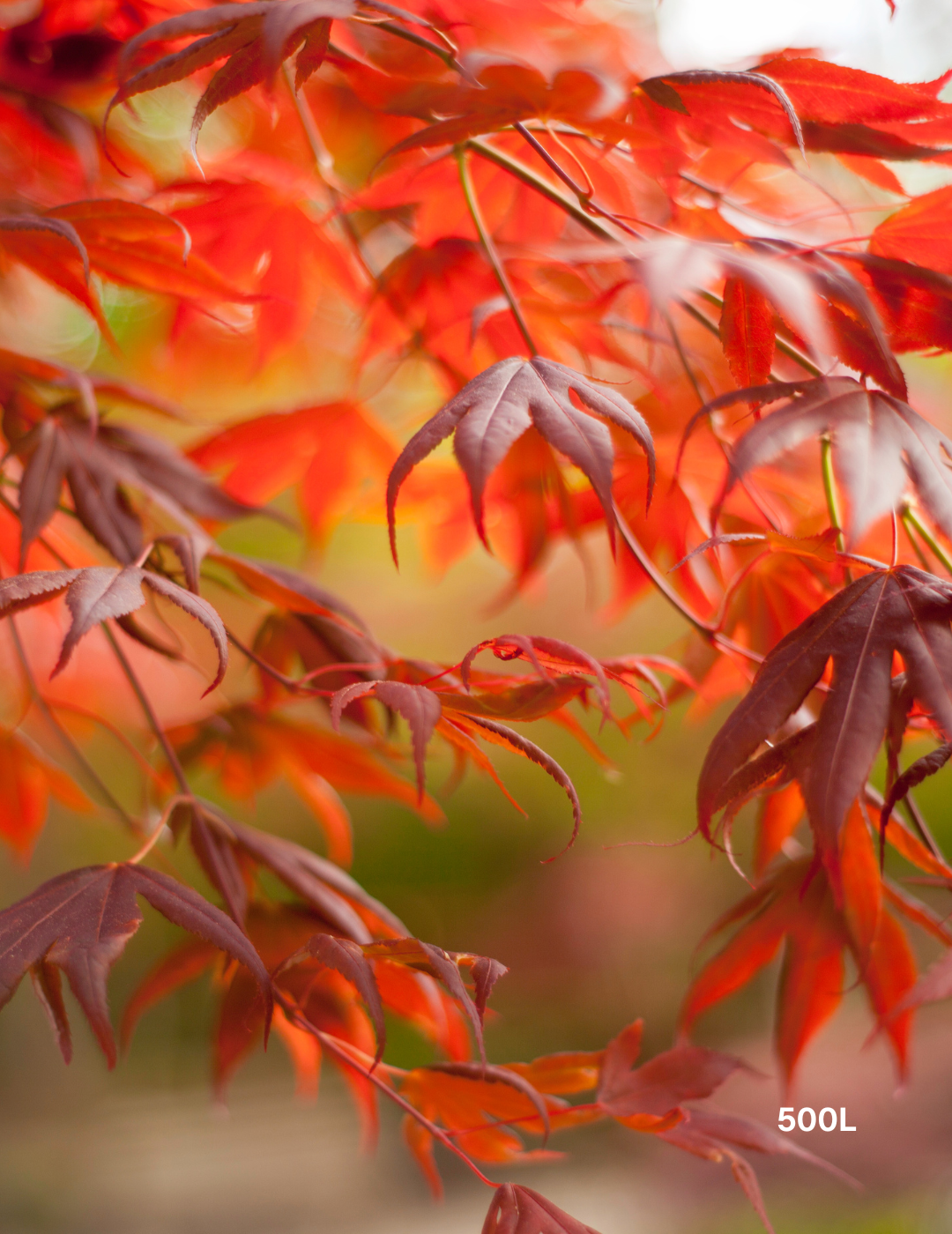 Acer palmatum - Japanese Maple - Evergreen Trees Direct