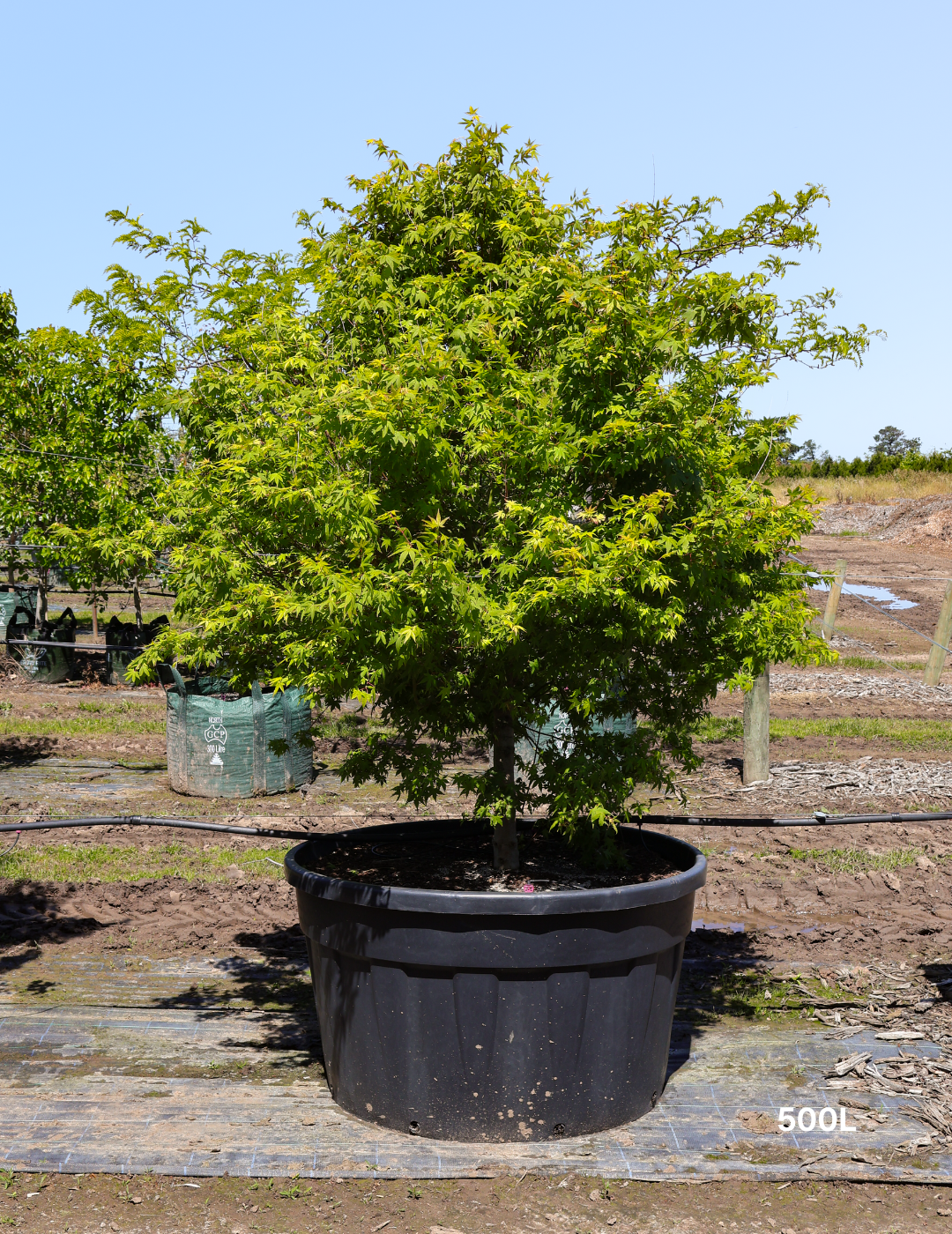 Acer palmatum - Japanese Maple - Evergreen Trees Direct