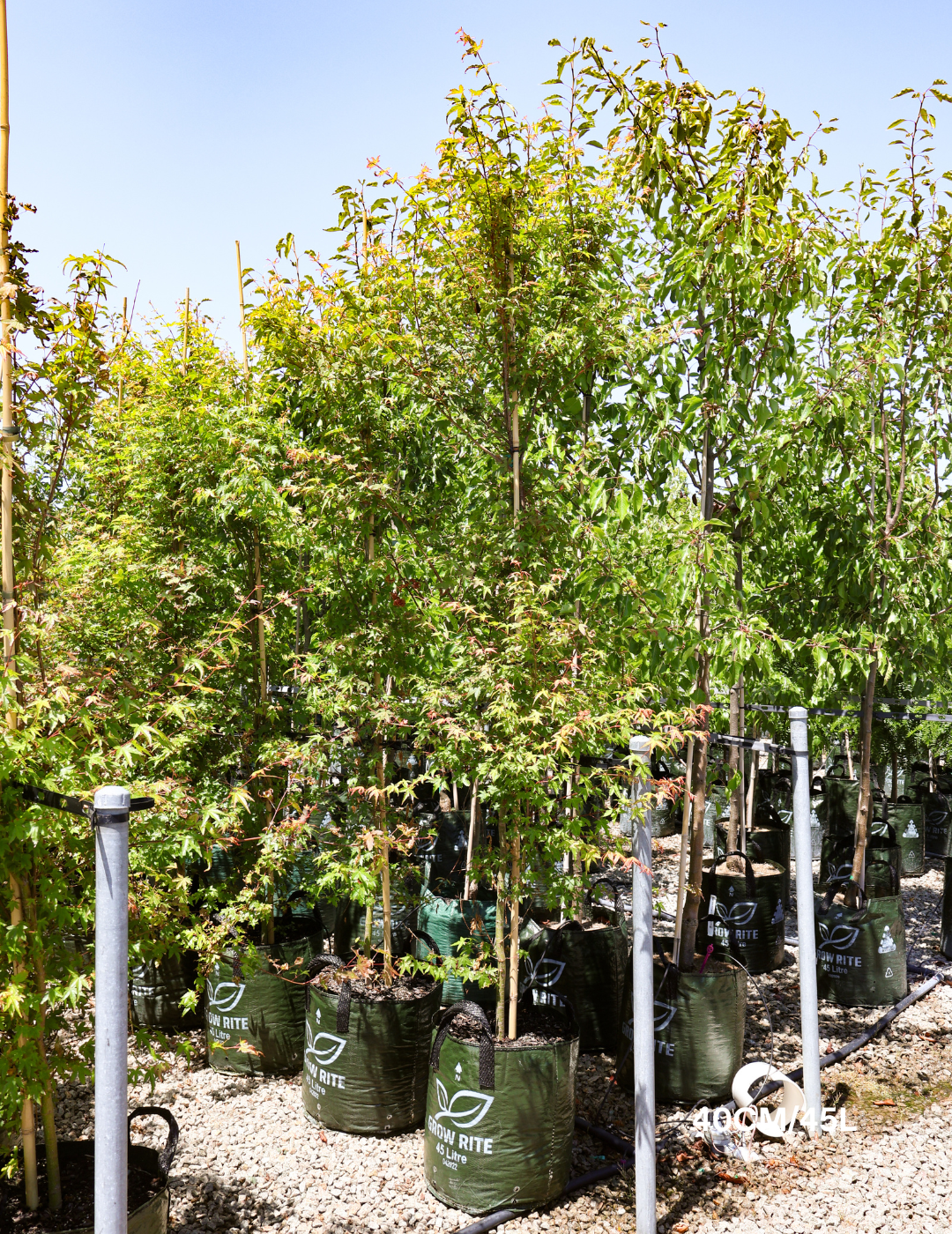 Acer palmatum - Japanese Maple - Evergreen Trees Direct