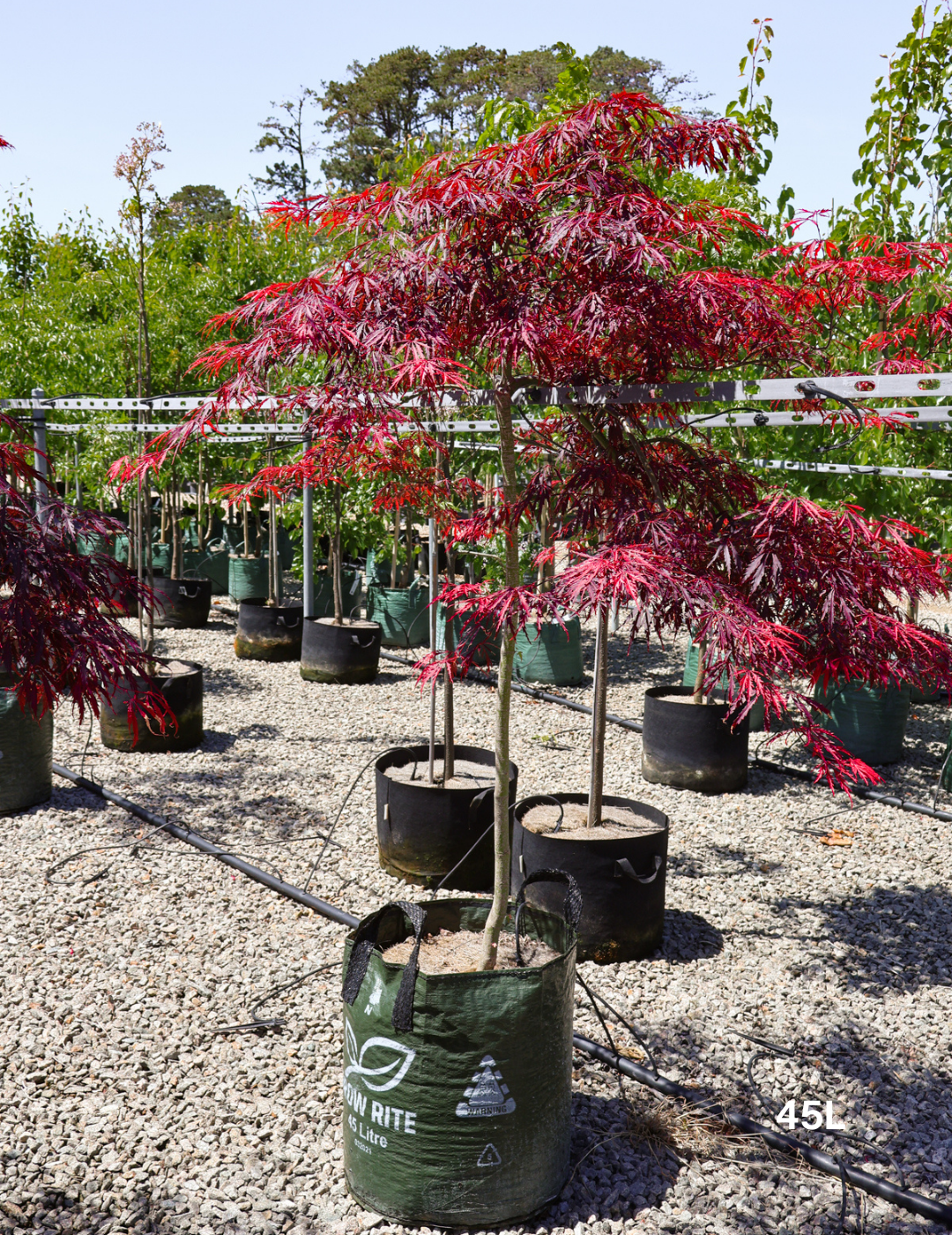 Acer palmatum dissectum 'Inaba Shidare' Weeping Japanese Maple