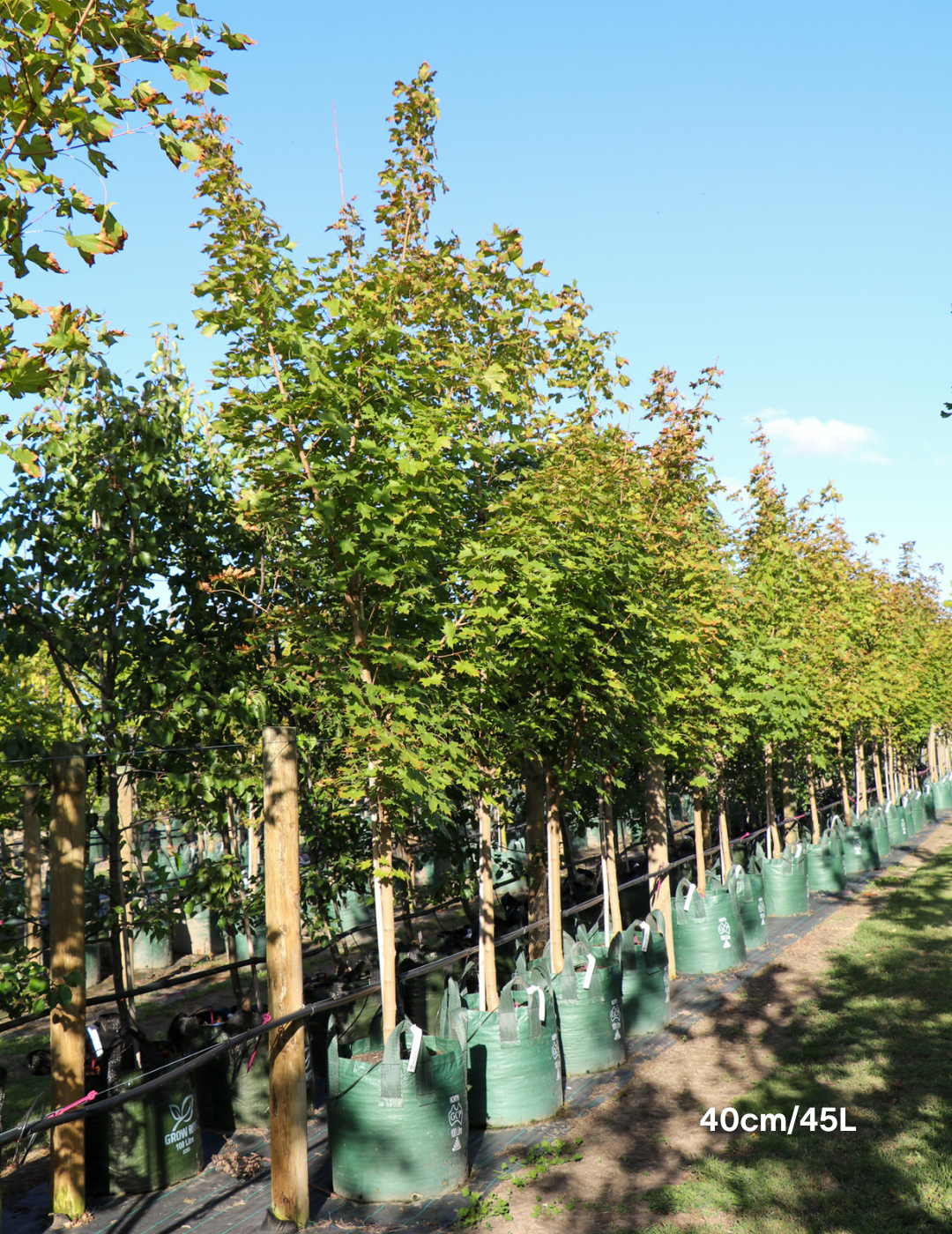 Acer truncatum x A. platanoides 'Warrenred' Pacific Sunset - Evergreen Trees Direct