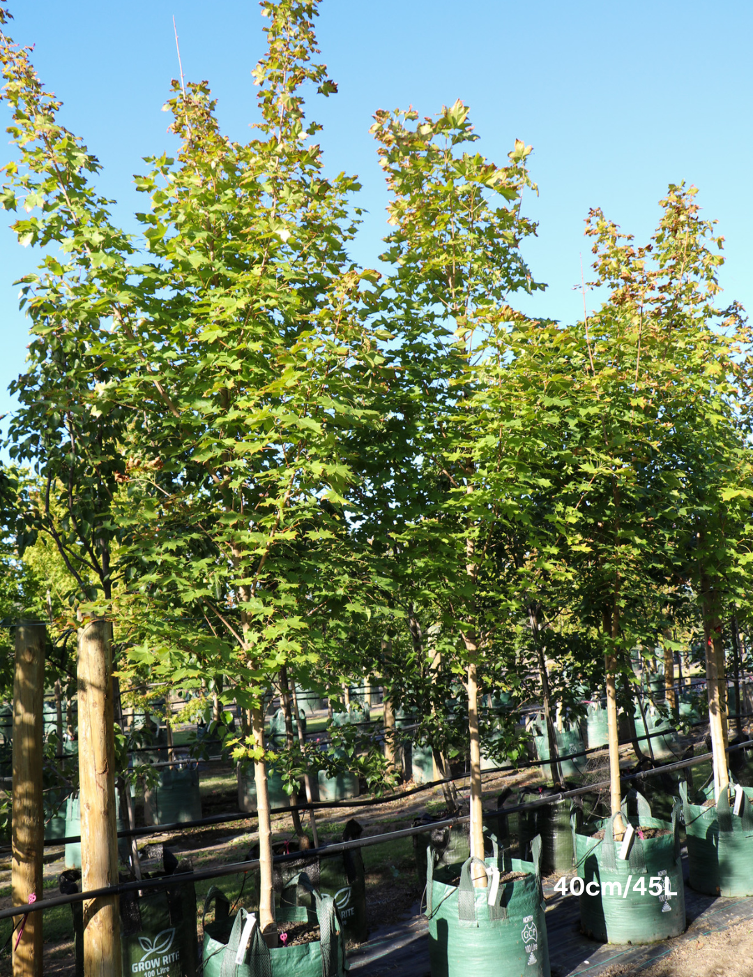 Acer truncatum x A. platanoides 'Warrenred' Pacific Sunset - Evergreen Trees Direct