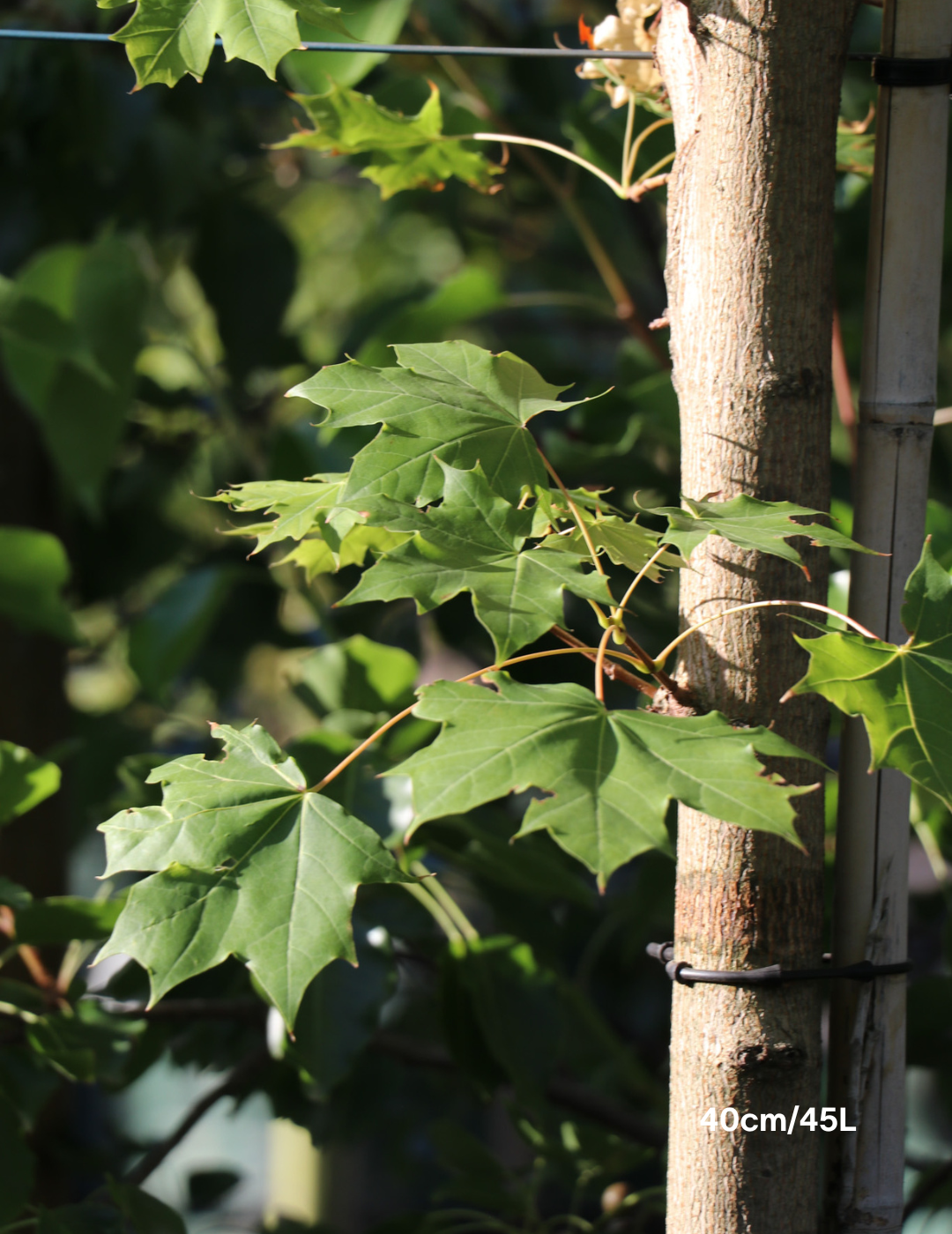 Acer truncatum x A. platanoides 'Warrenred' Pacific Sunset - Evergreen Trees Direct