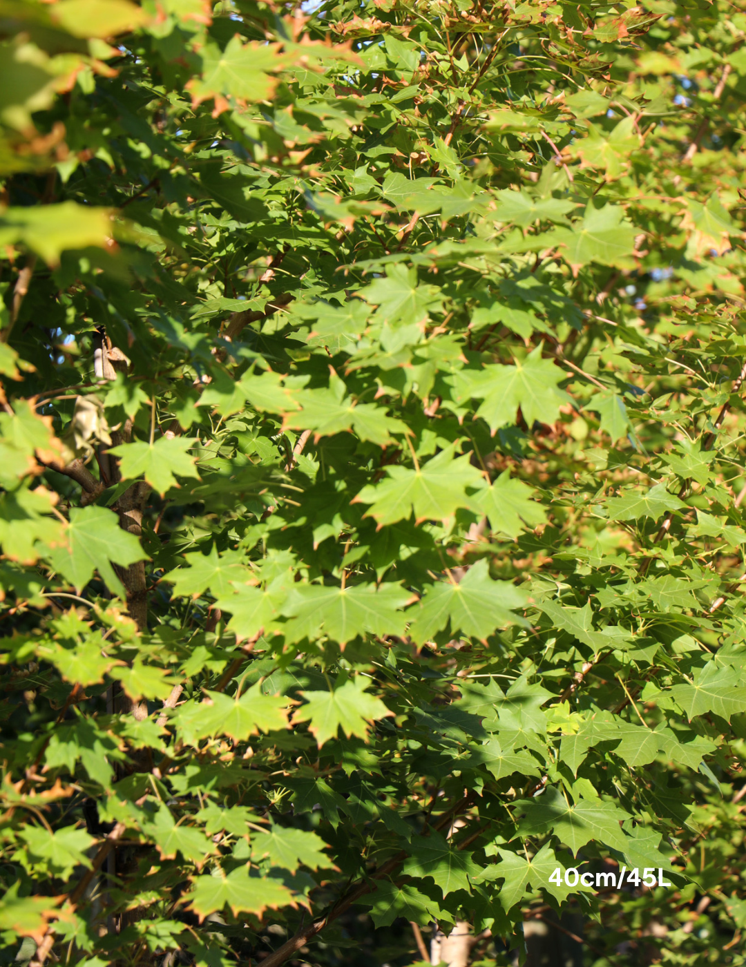 Acer truncatum x A. platanoides 'Warrenred' Pacific Sunset - Evergreen Trees Direct