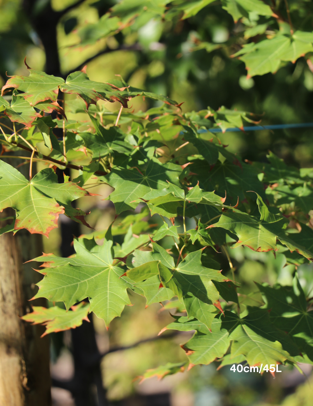 Acer truncatum x A. platanoides 'Warrenred' Pacific Sunset - Evergreen Trees Direct