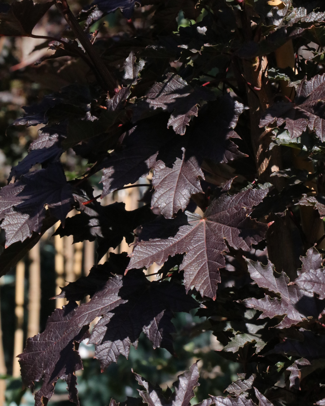 Acer ‘Crimson Sentry’ Maple