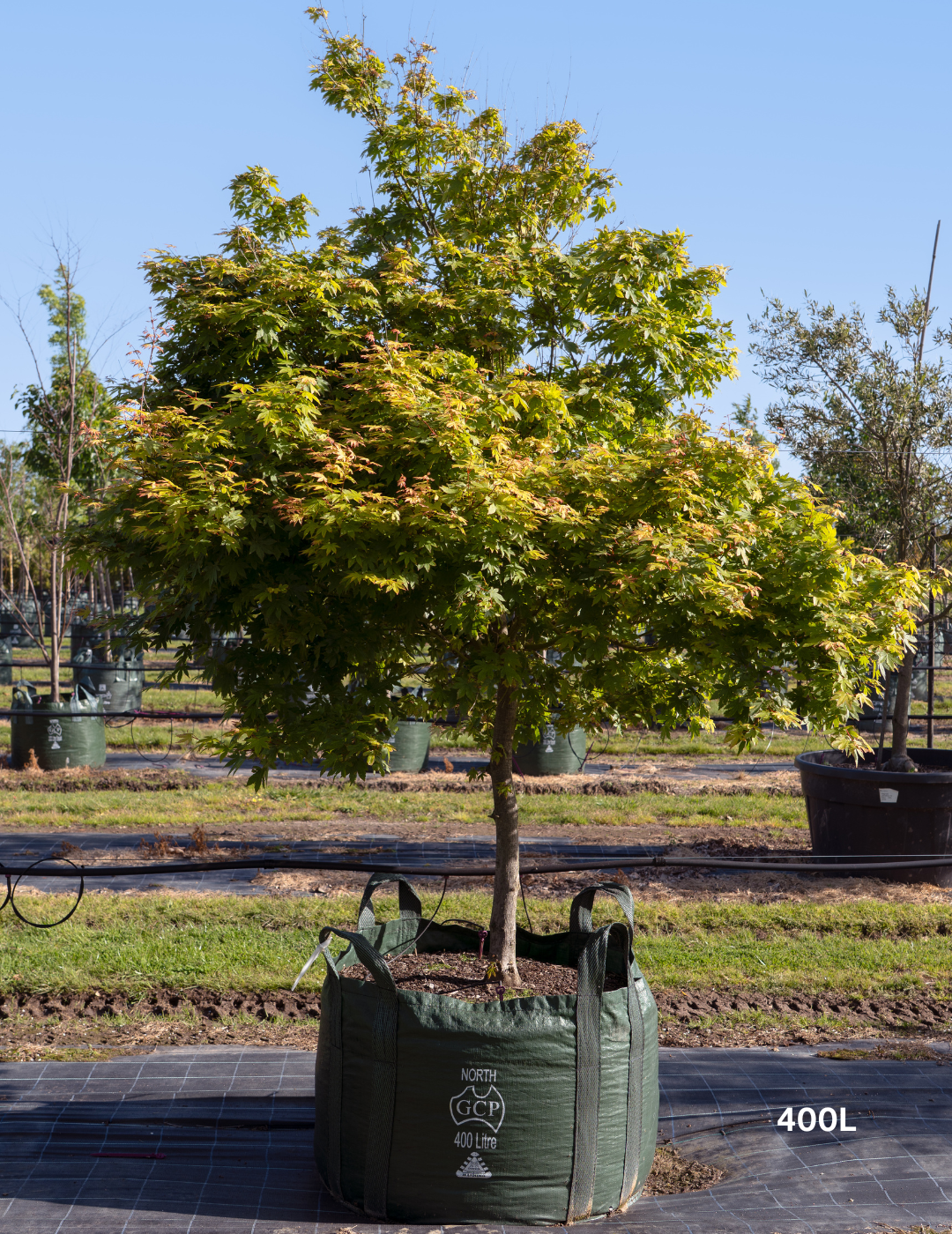 Acer palmatum - Japanese Maple - Evergreen Trees Direct