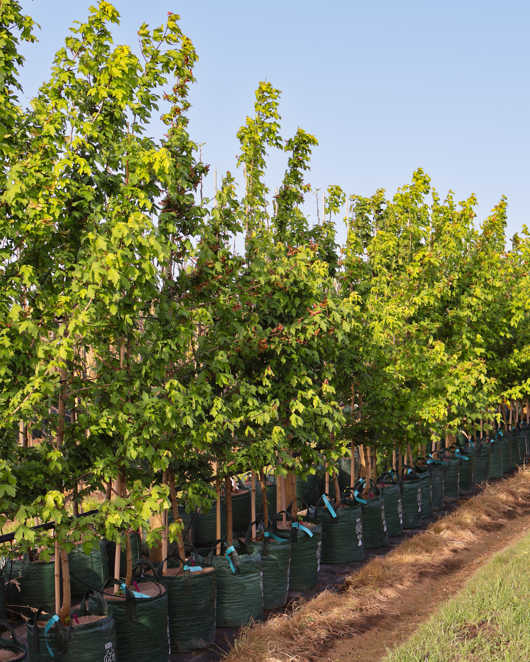 Acer campestre - Field maple