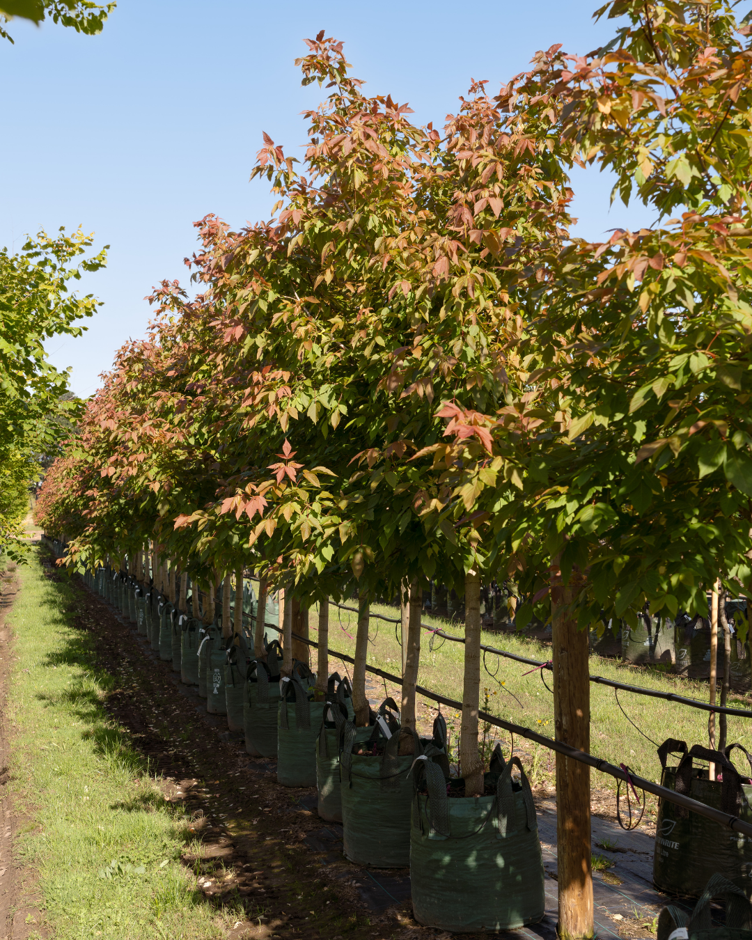 Acer negundo 'Sensation' Box Elder