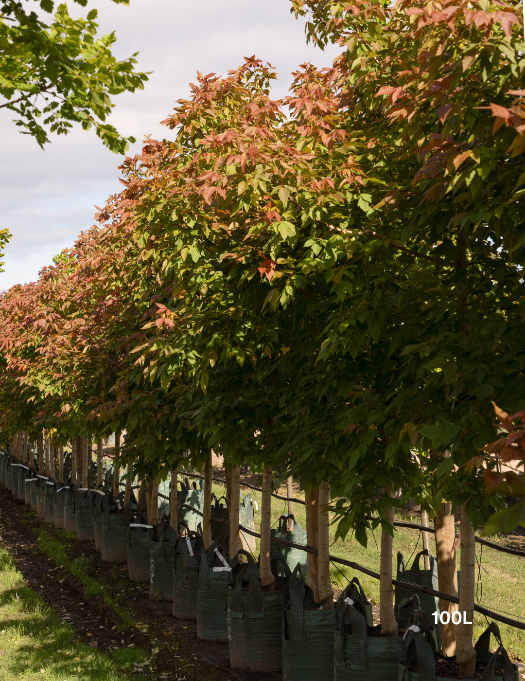 Acer negundo 'Sensation'
