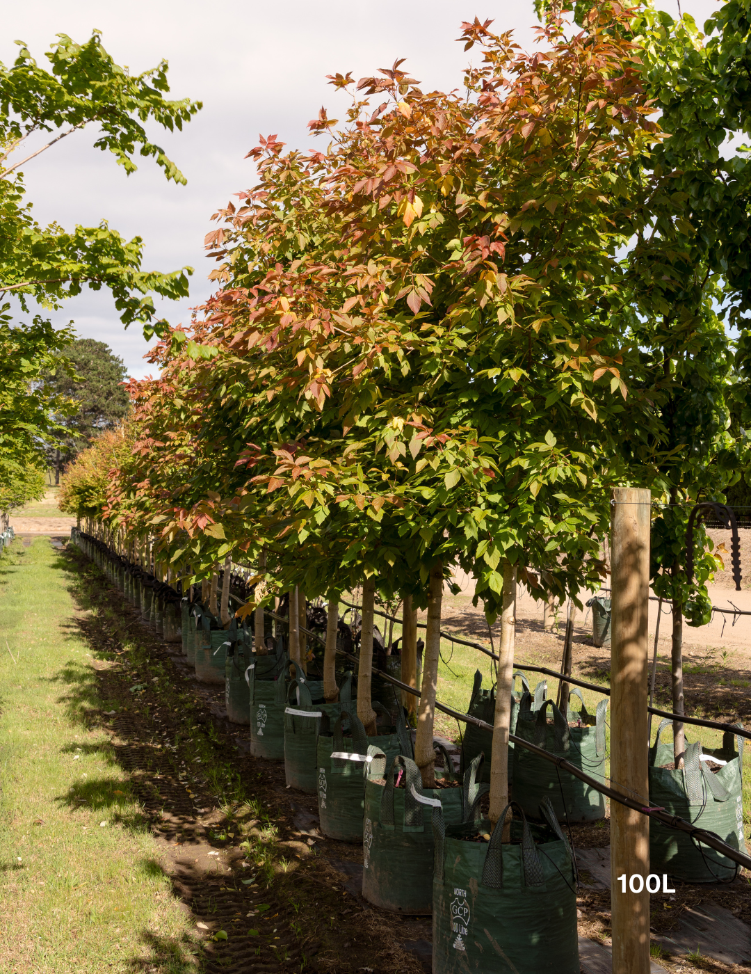 Acer negundo 'Sensation'
