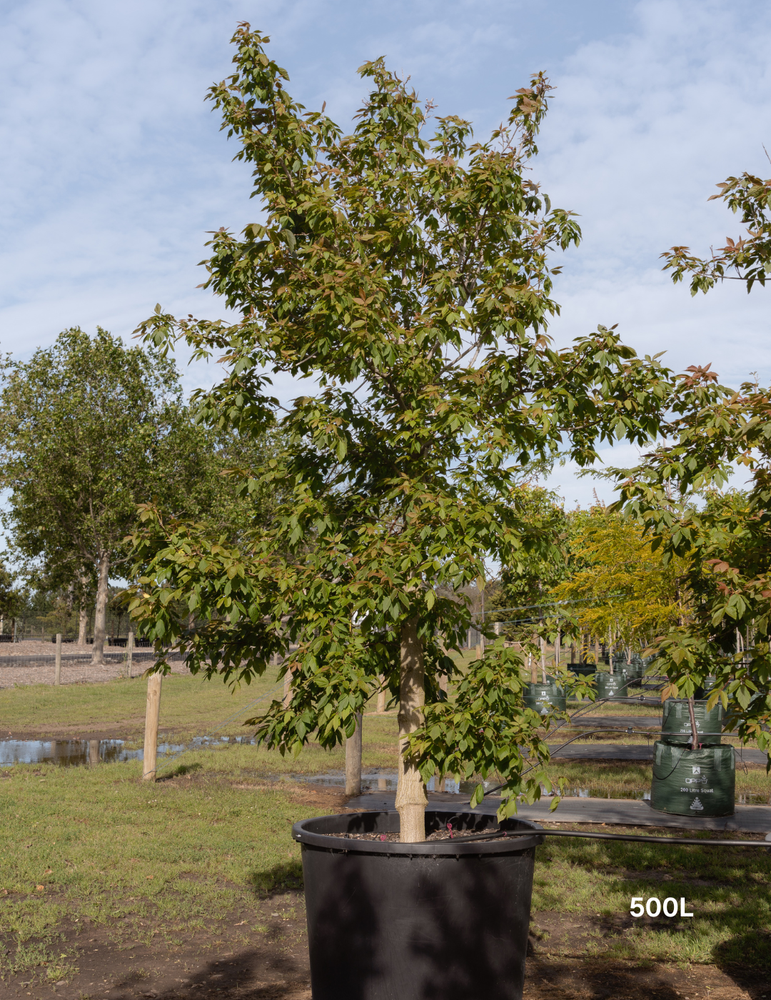 Acer negundo 'Sensation'