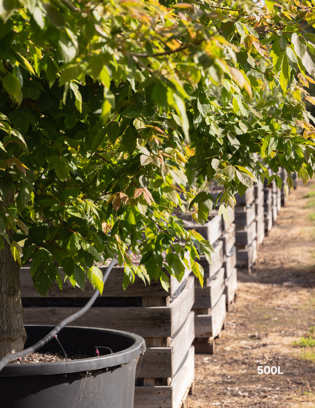 Acer negundo 'Sensation' - Evergreen Trees Direct