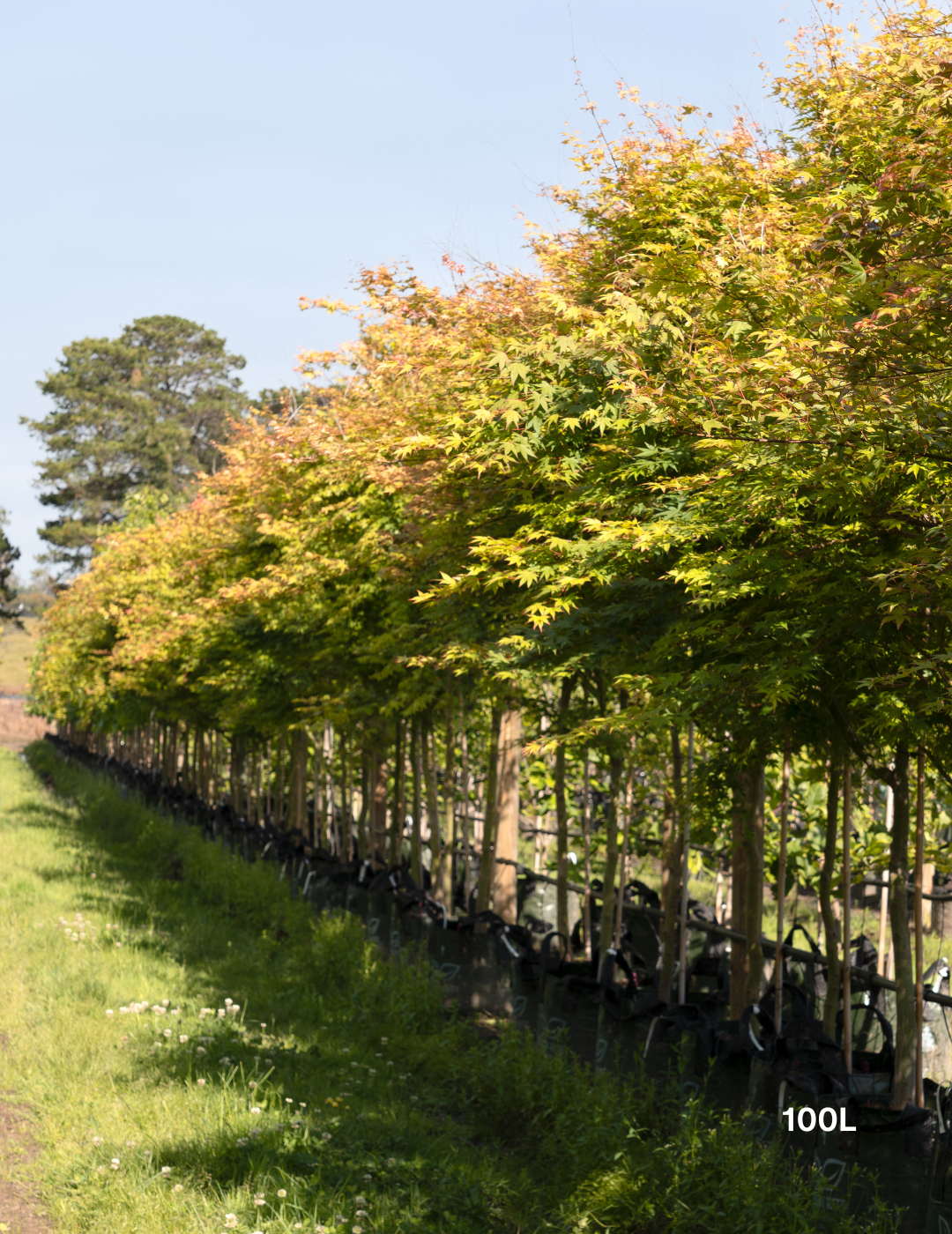 Acer palmatum - Japanese Maple