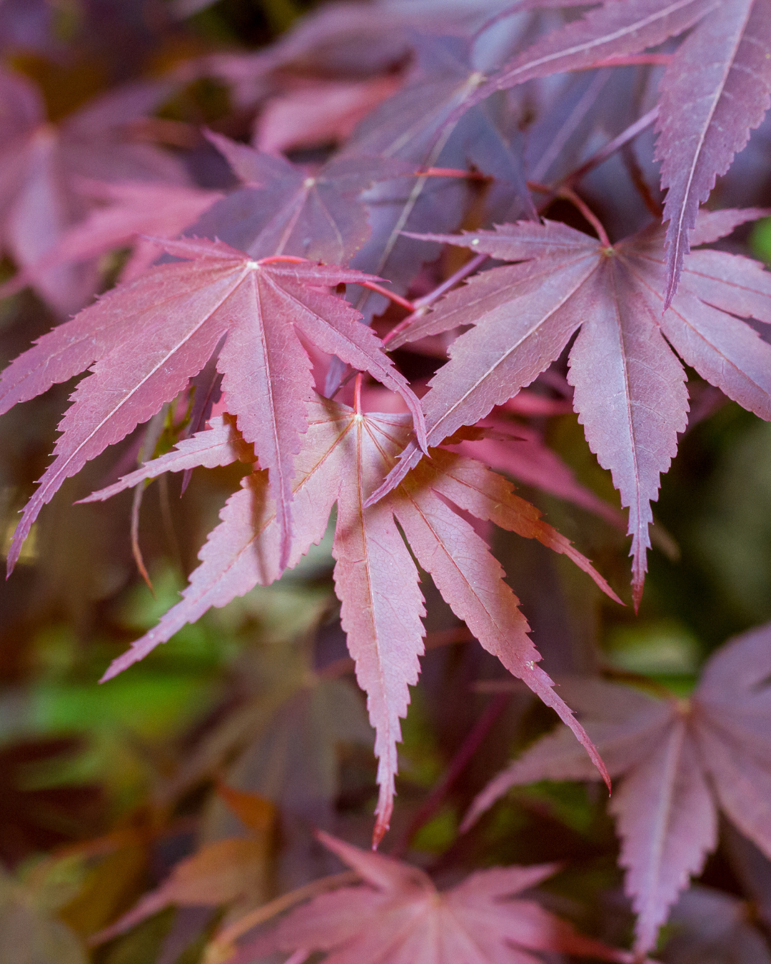 Acer palmatum 'Atropurpureum' Japanese Maple
