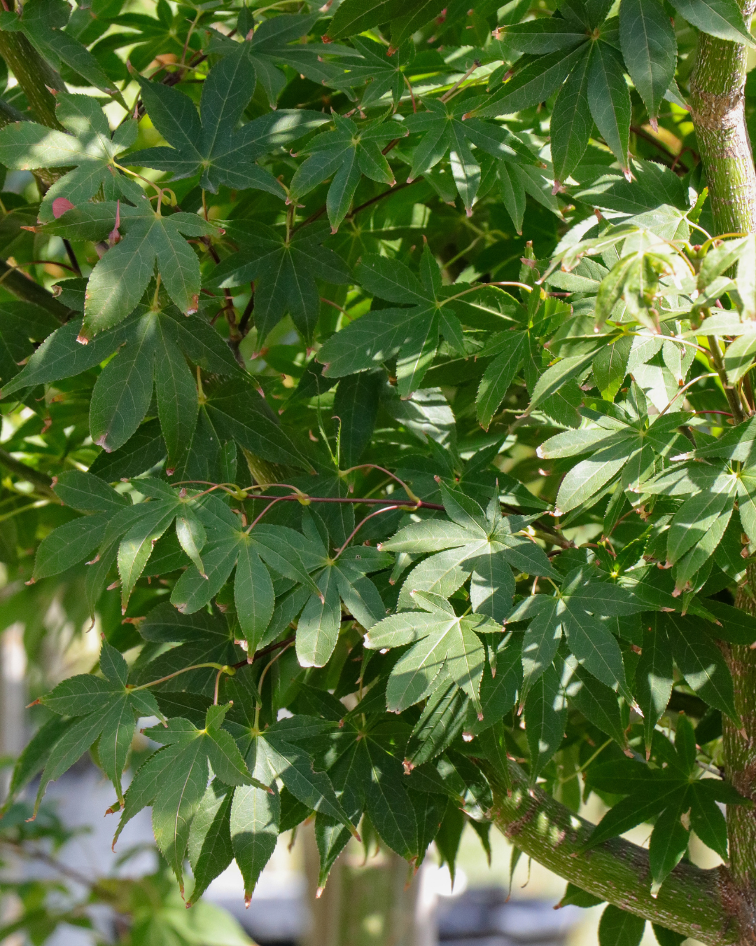 Acer palmatum 'Osakazuki' Japanese Maple