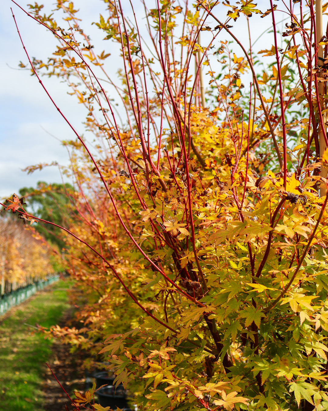 Acer palmatum 'Sango Kaku' Coral Bark Japanese Maple