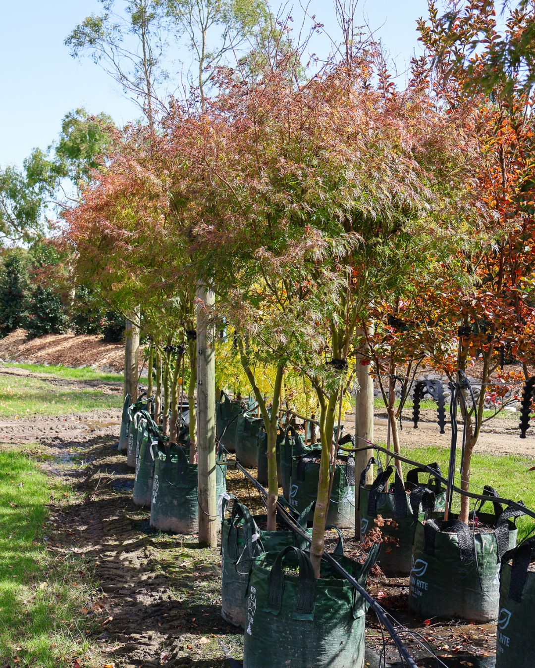 Acer palmatum dissectum 'Seiryu' Upright Laceleaf Japanese Maple