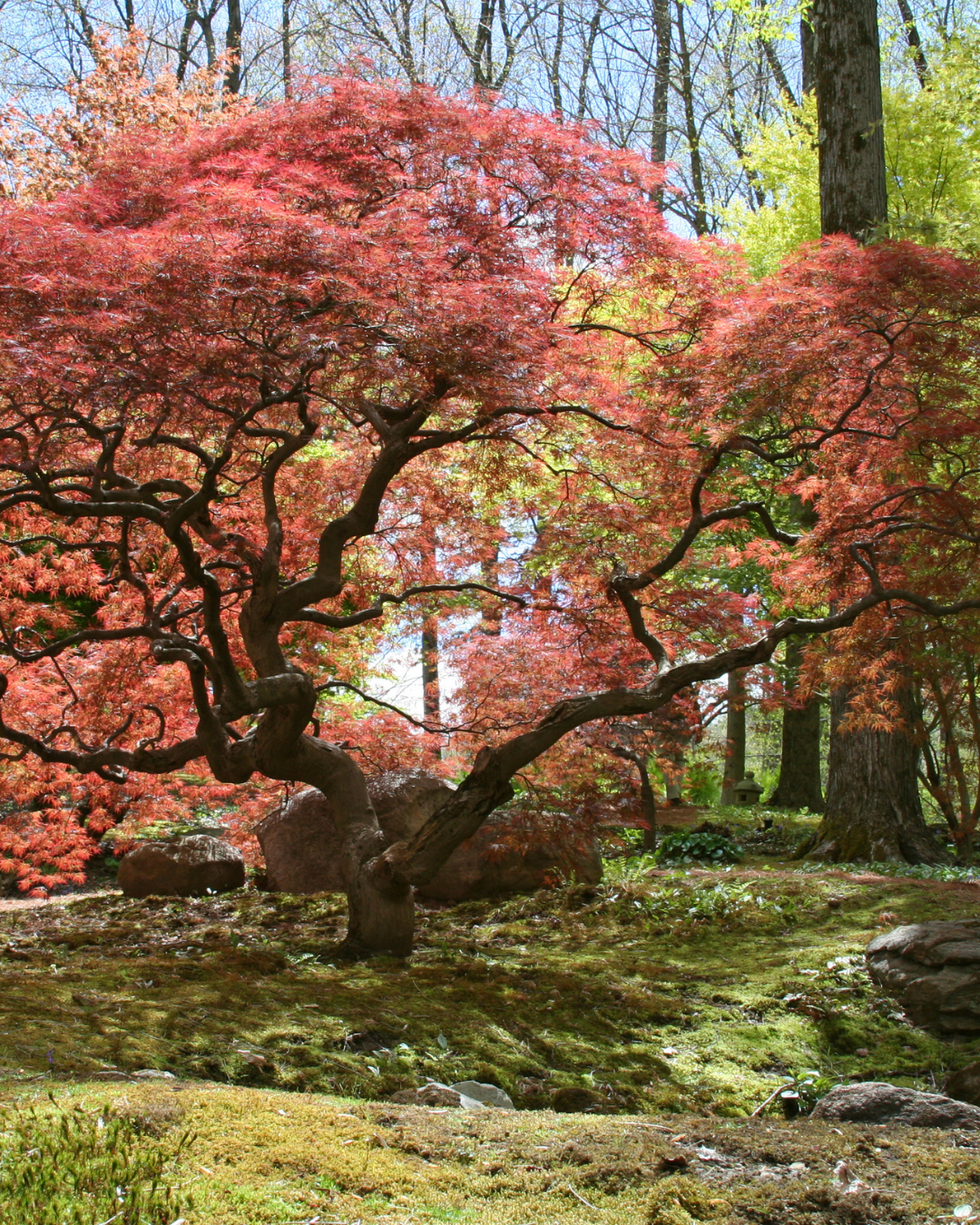 Acer palmatum dissectum 'Waterfall' Weeping Japanese Maple
