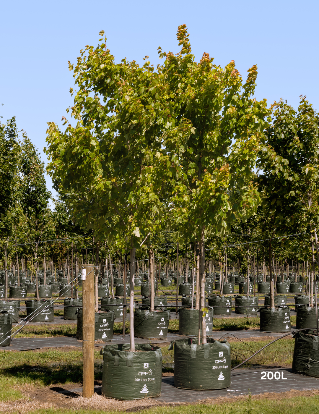Acer rubrum 'Autumn Red' - Canadian Maple
