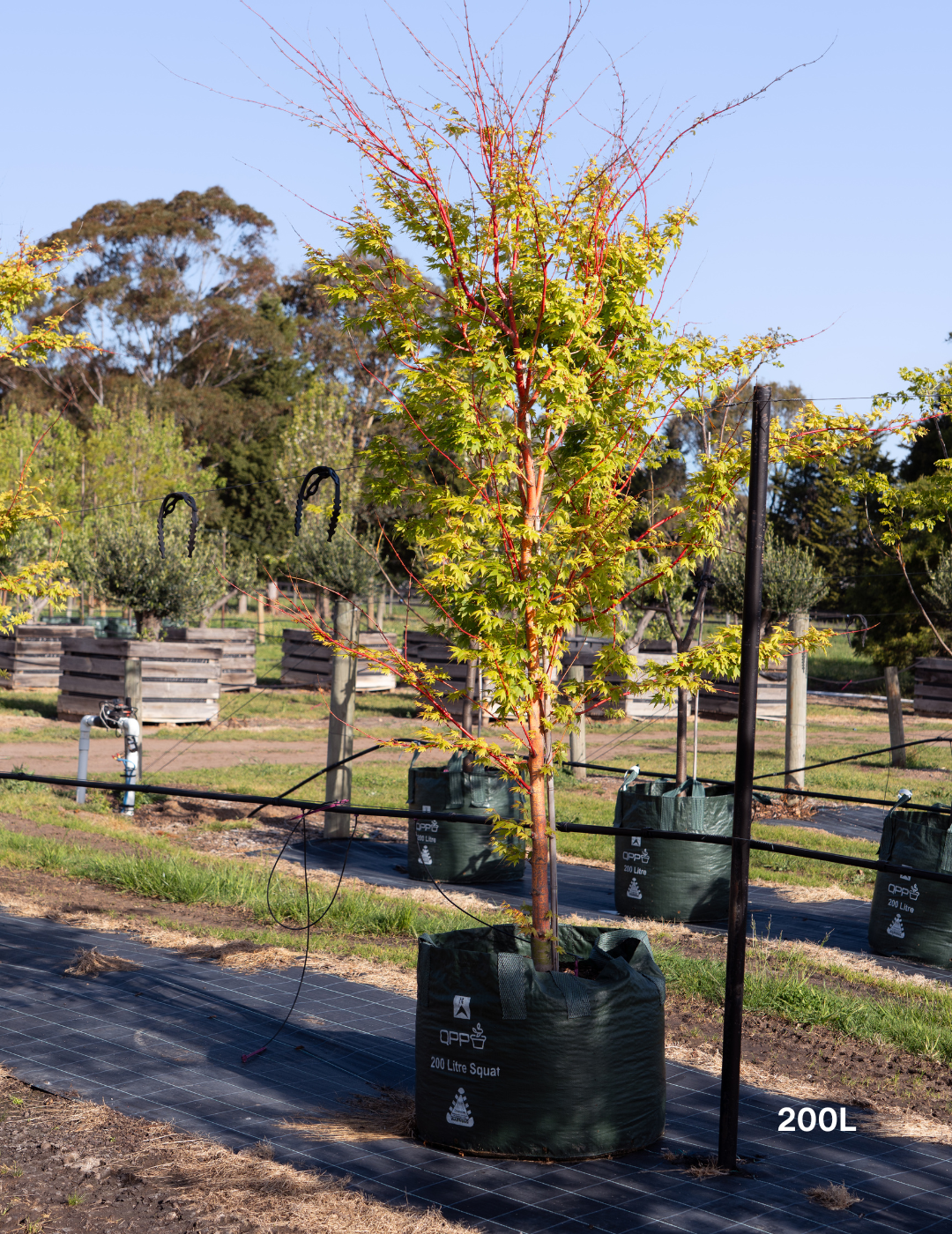 Acer palmatum Sango Kaku 'Senkaki' - Japanese Maple - Evergreen Trees Direct