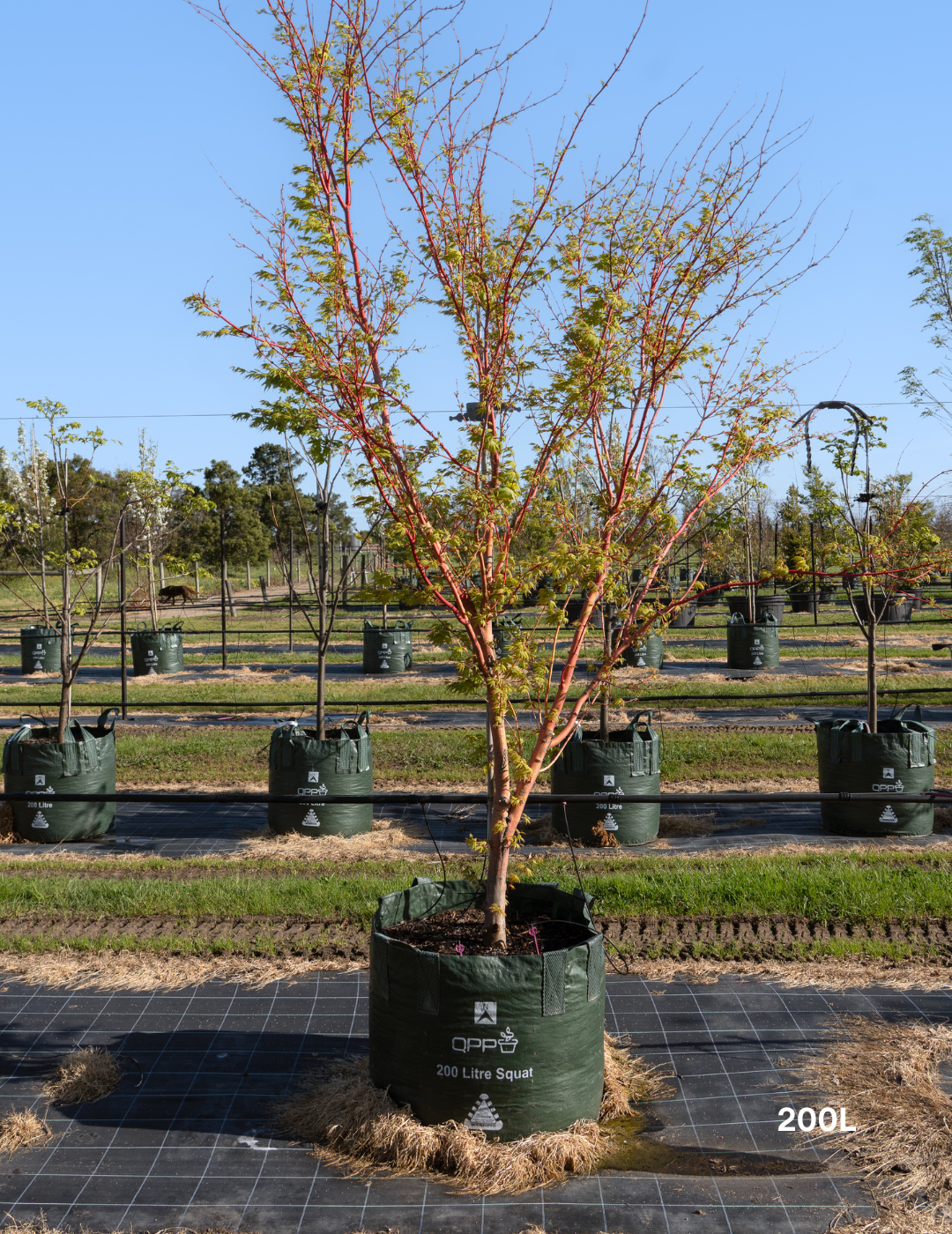 Acer palmatum Sango Kaku 'Senkaki' - Japanese Maple - Evergreen Trees Direct