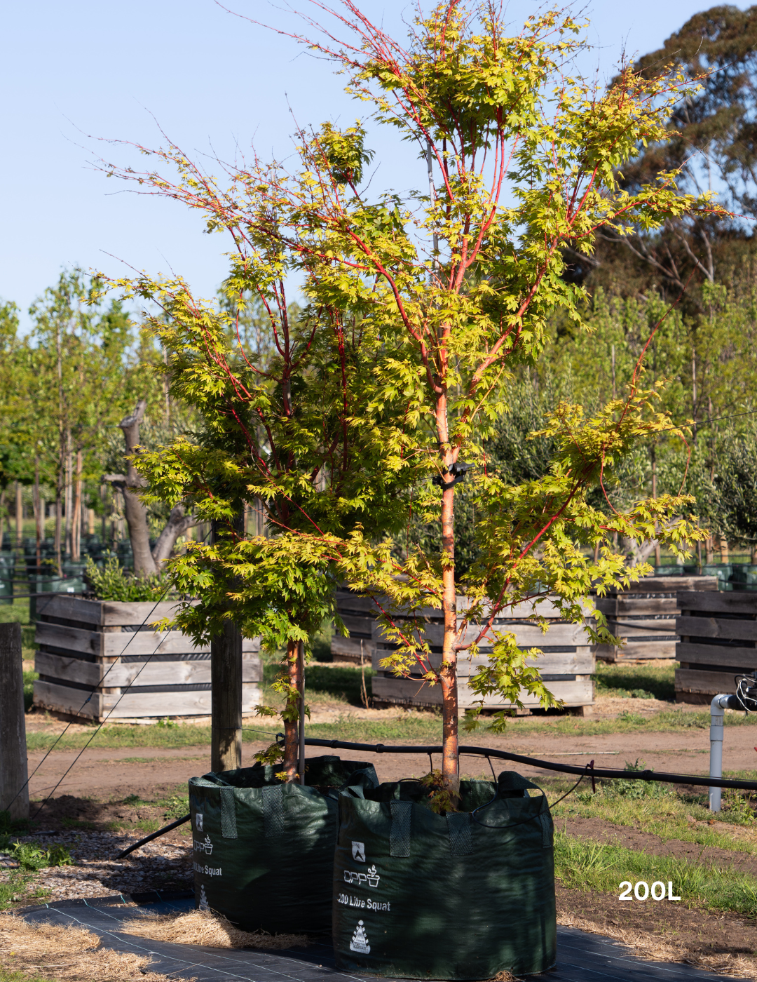 Acer palmatum 'Sango Kaku' Coral Bark Japanese Maple