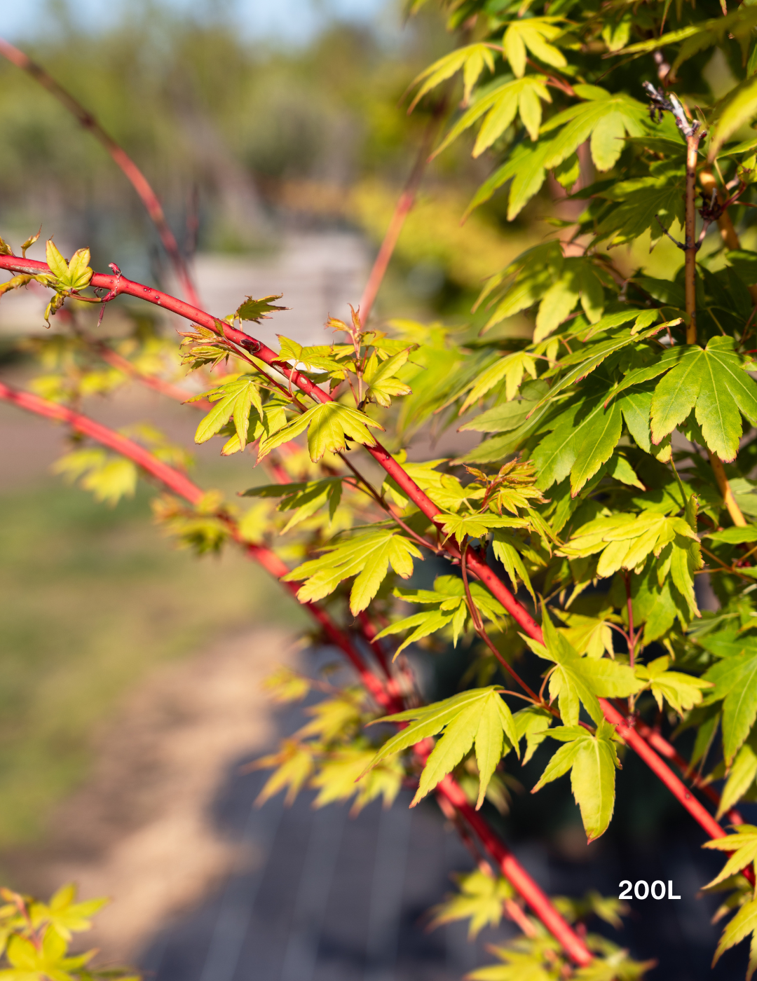 Acer palmatum 'Sango Kaku' Coral Bark Japanese Maple