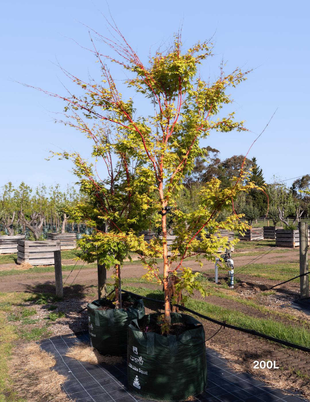 Acer palmatum Sango Kaku 'Senkaki' - Japanese Maple - Evergreen Trees Direct