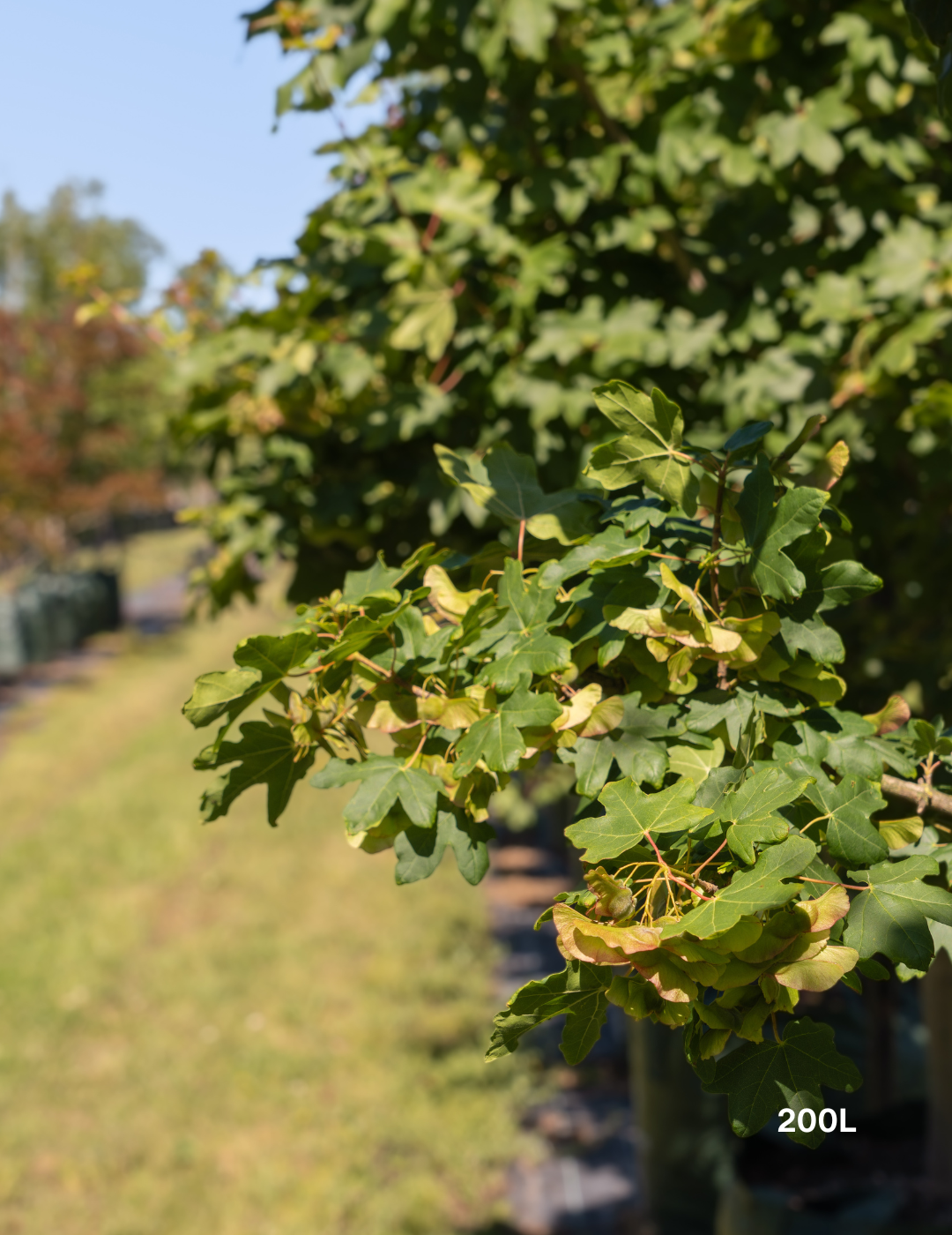 Acer truncatum x A. platanoides 'Warrenred' Pacific Sunset - Evergreen Trees Direct