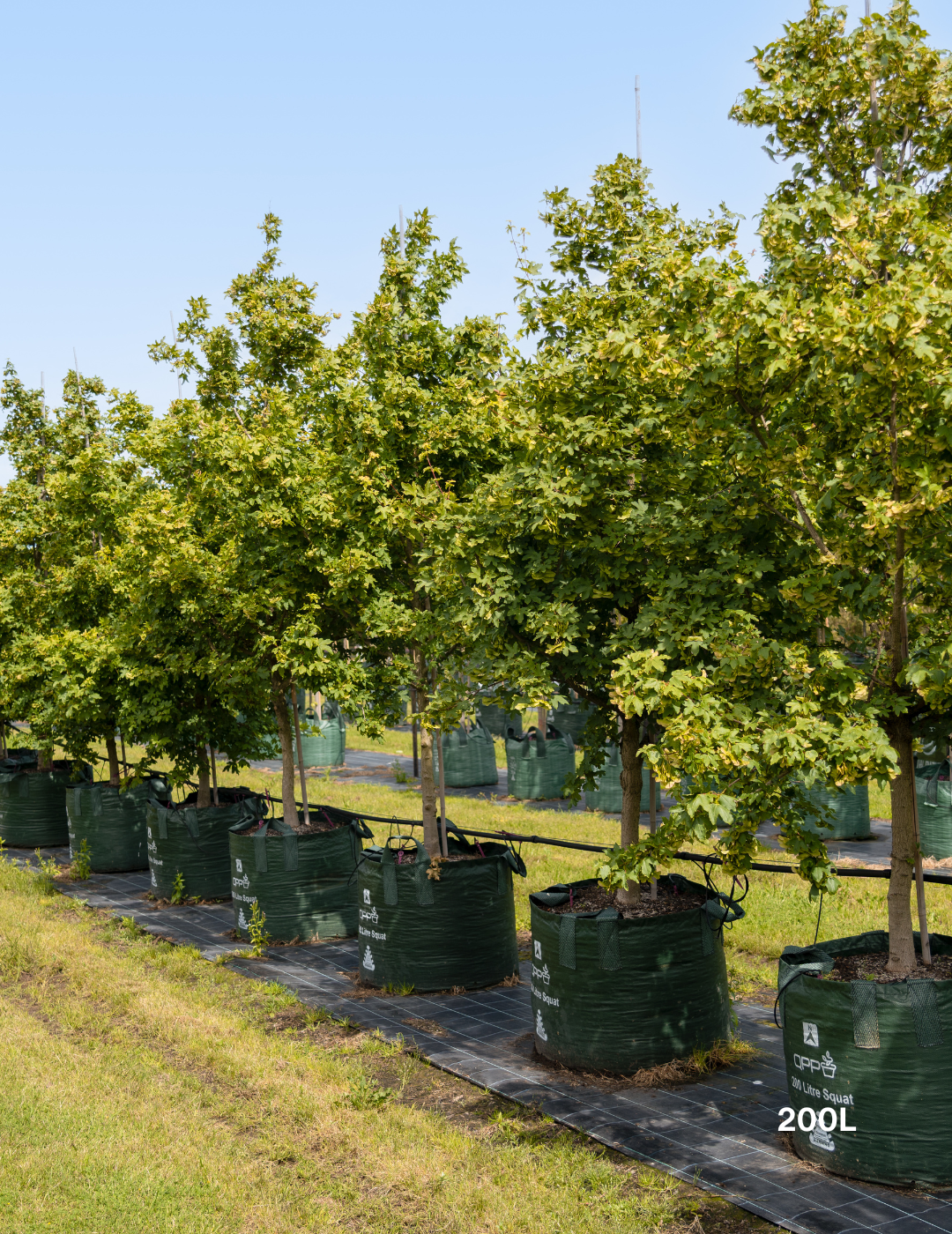 Acer truncatum x A. platanoides 'Warrenred' Pacific Sunset - Evergreen Trees Direct
