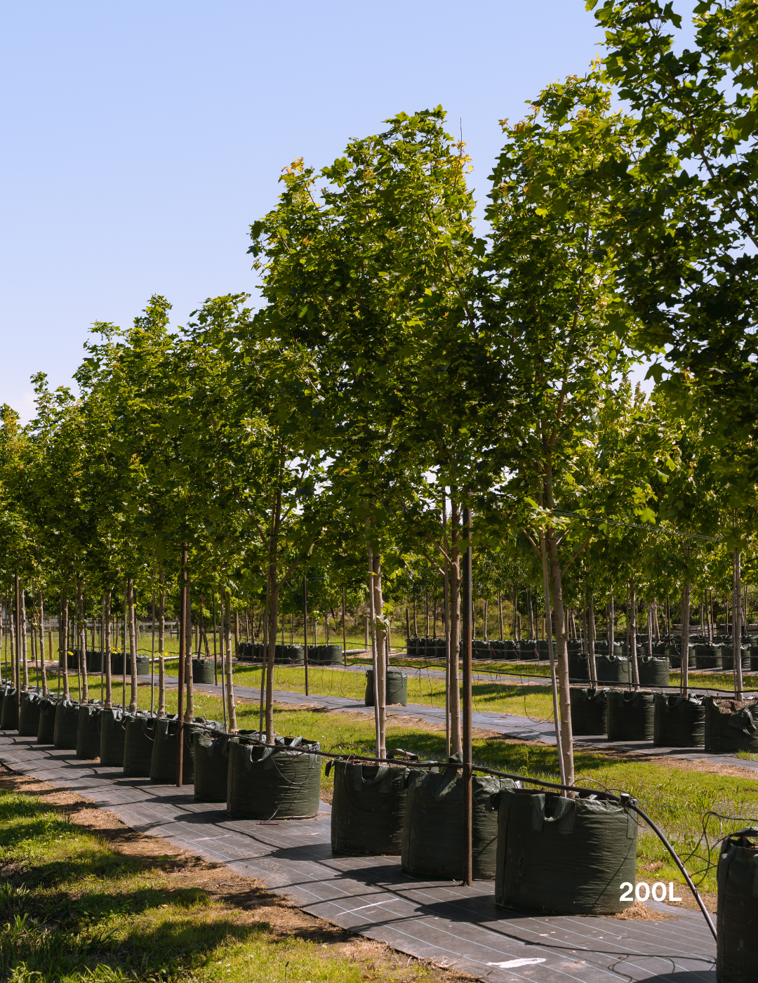 Acer truncatum x A. platanoides 'Warrenred' Pacific Sunset - Evergreen Trees Direct