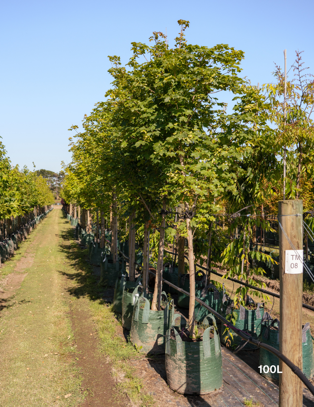 Acer truncatum x A. platanoides 'Warrenred' Pacific Sunset - Evergreen Trees Direct
