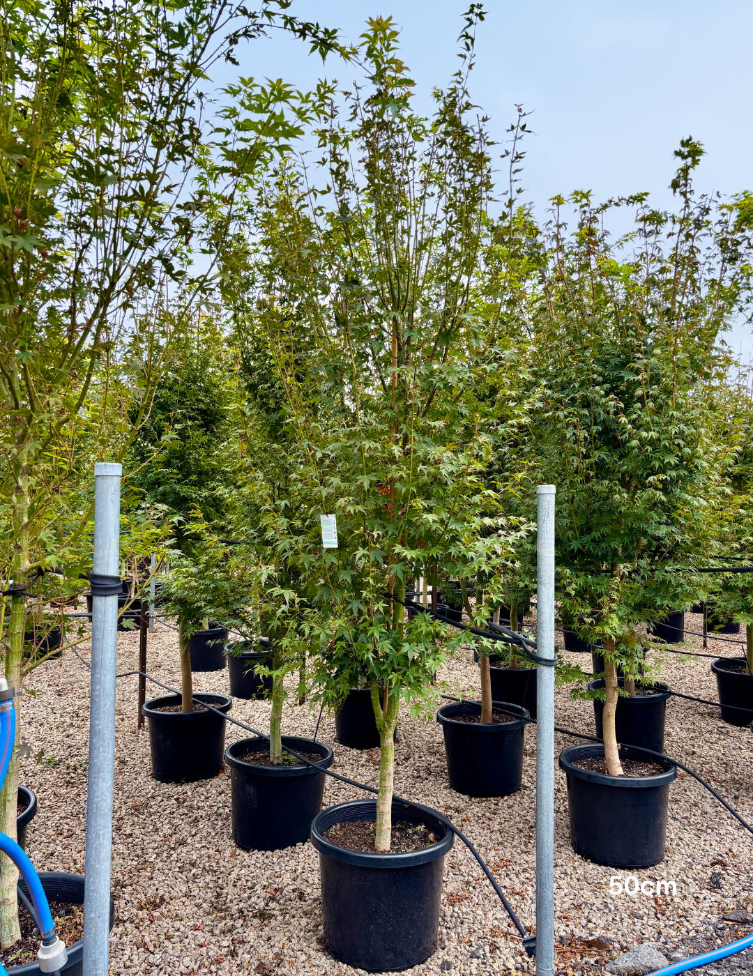 Acer palmatum - Japanese Maple - Evergreen Trees Direct