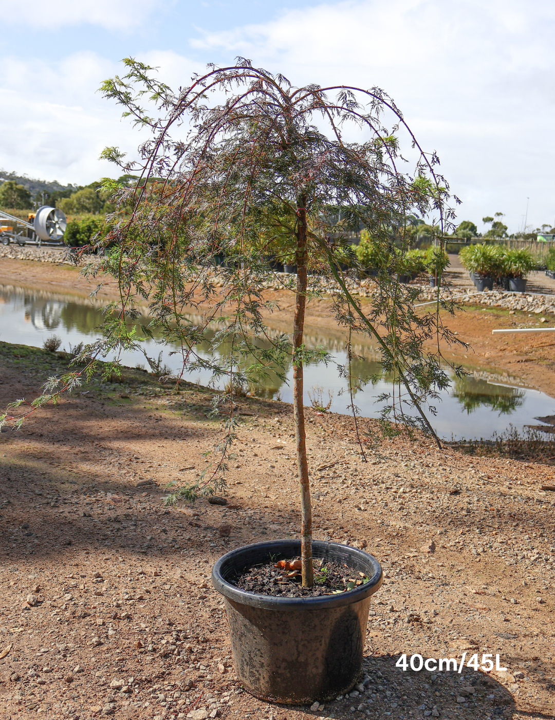 Acer palmatum dissectum 'Waterfall' Weeping Japanese Maple