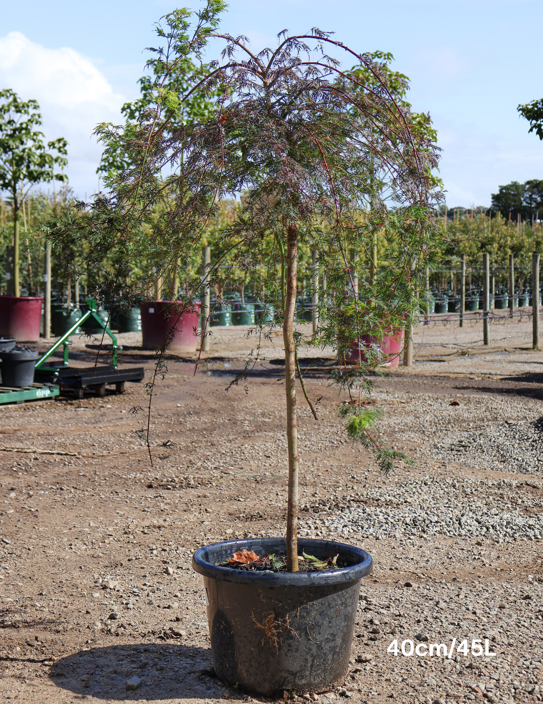 Acer palmatum dissectum 'Waterfall' Weeper - Evergreen Trees Direct
