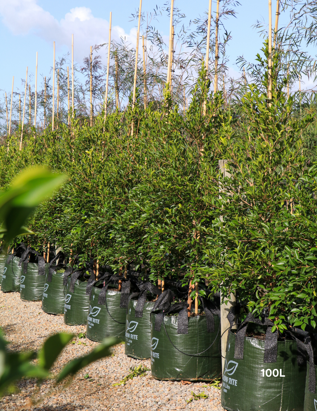 Acmena smithii 'Sublime' - Lilly Pilly - Evergreen Trees Direct