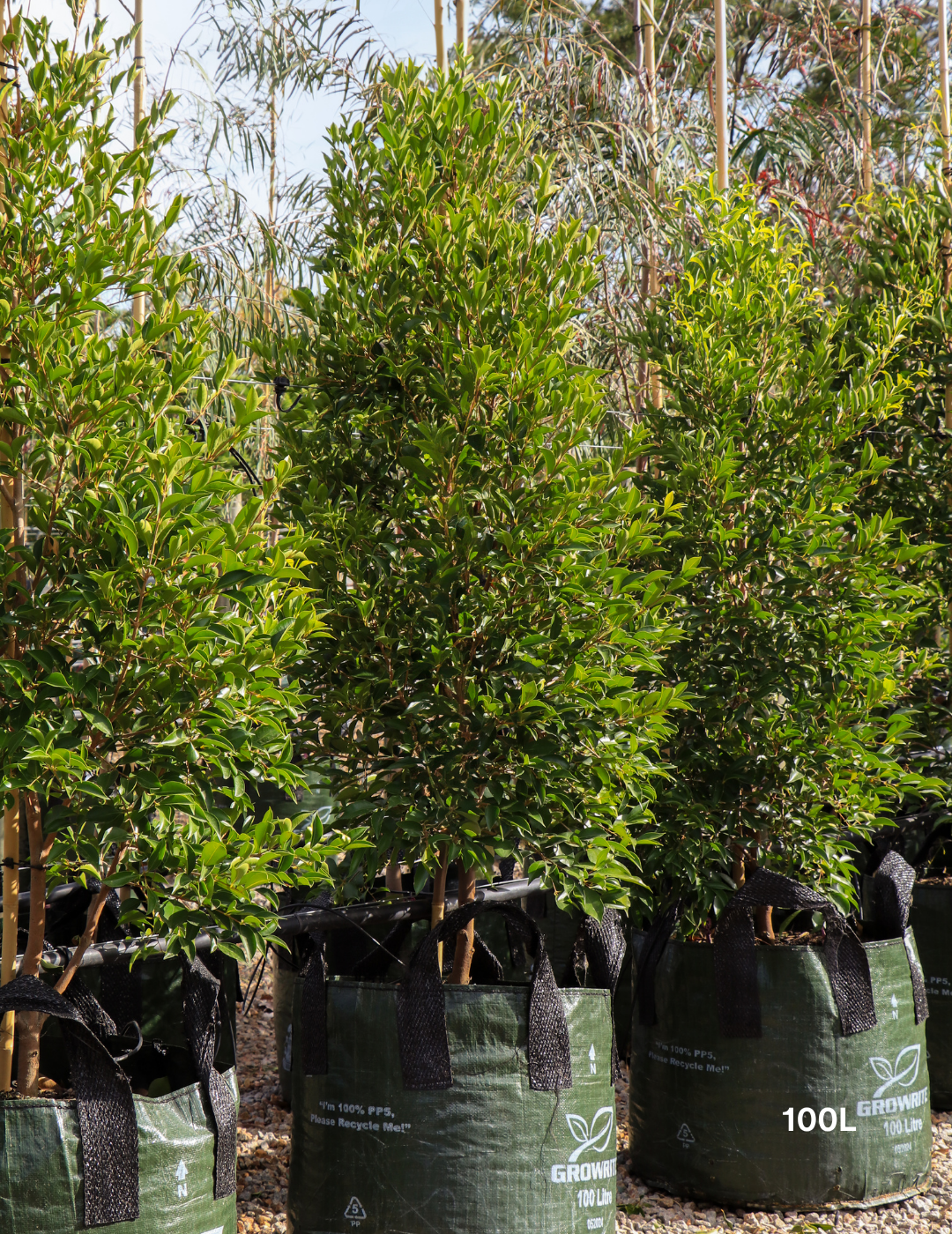 Acmena smithii 'Sublime' - Lilly Pilly - Evergreen Trees Direct