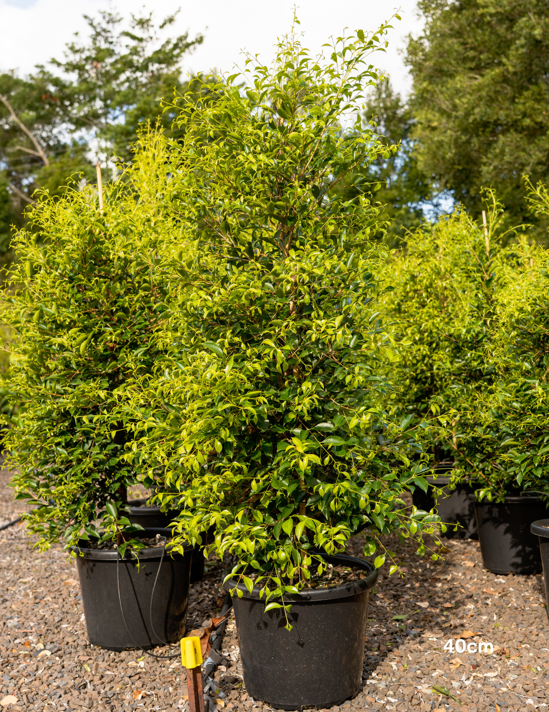 Acmena smithii 'Sublime' - Lilly Pilly - Evergreen Trees Direct