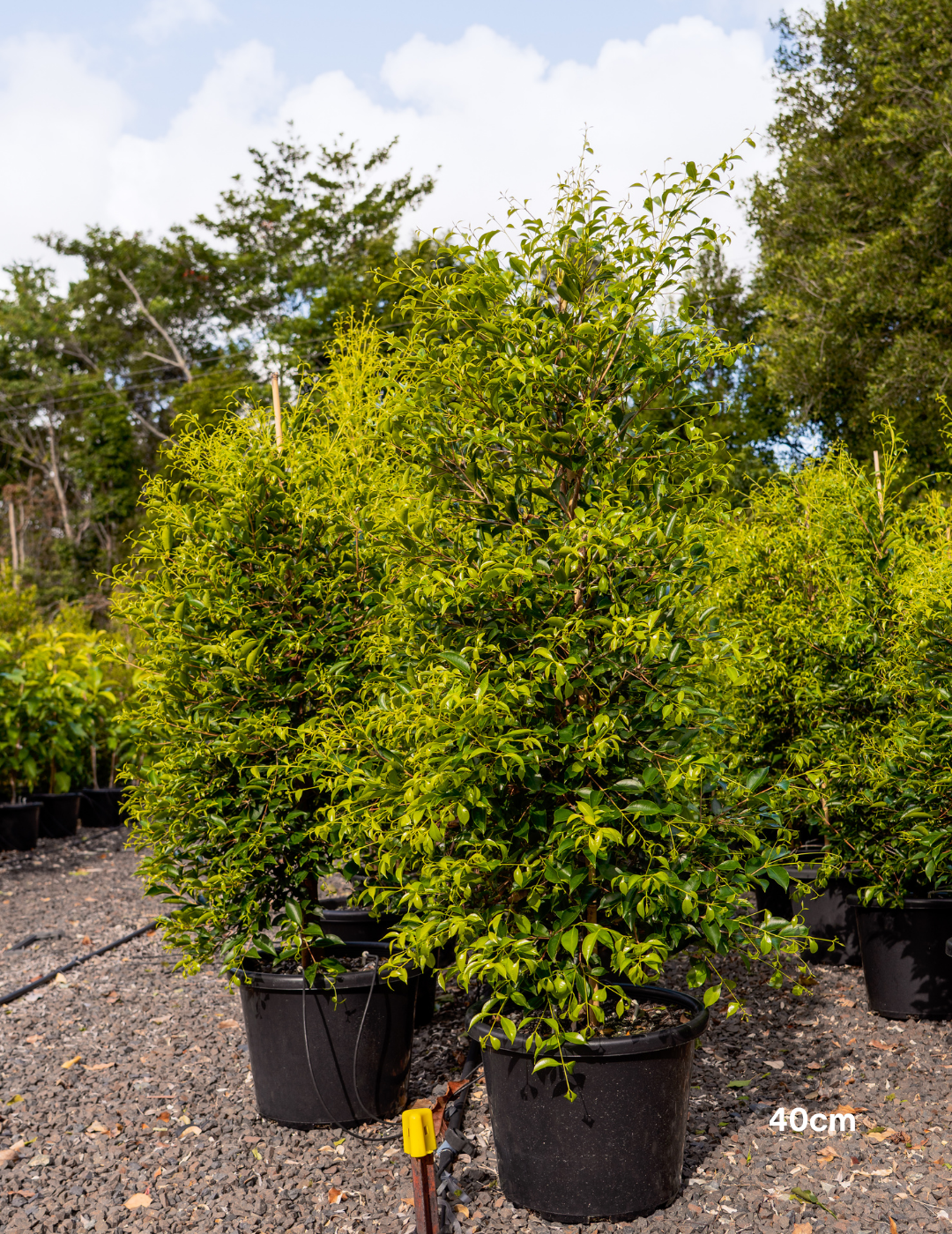 Acmena smithii 'Sublime' - Lilly Pilly - Evergreen Trees Direct